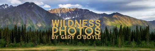 Wildness Photos by Gary O'Boyle